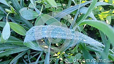 Dew on grass, beautifull Stock Photo